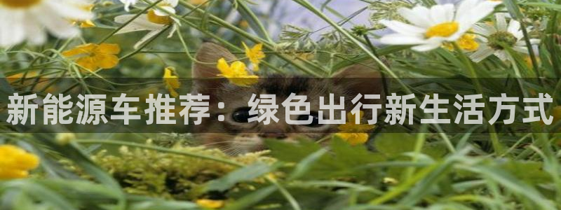 众腾娱乐文化怎么样：新能源车推荐：绿色出